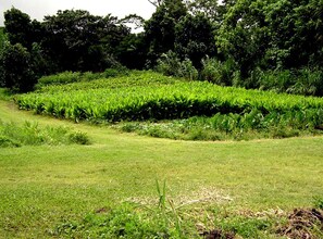 A grassy field with dense vegetation and trees in the background.