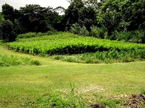 A grassy field with dense vegetation and trees in the background. - Secluded Cabin with Private Deck Overlooking Organic Garden in Pahoa, Hawaii (Pahoa)