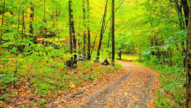 A forest path with trees and fallen leaves. - Cozy Vacation Cabin near Allegheny State Forest, Pennsylvania (Penfield)