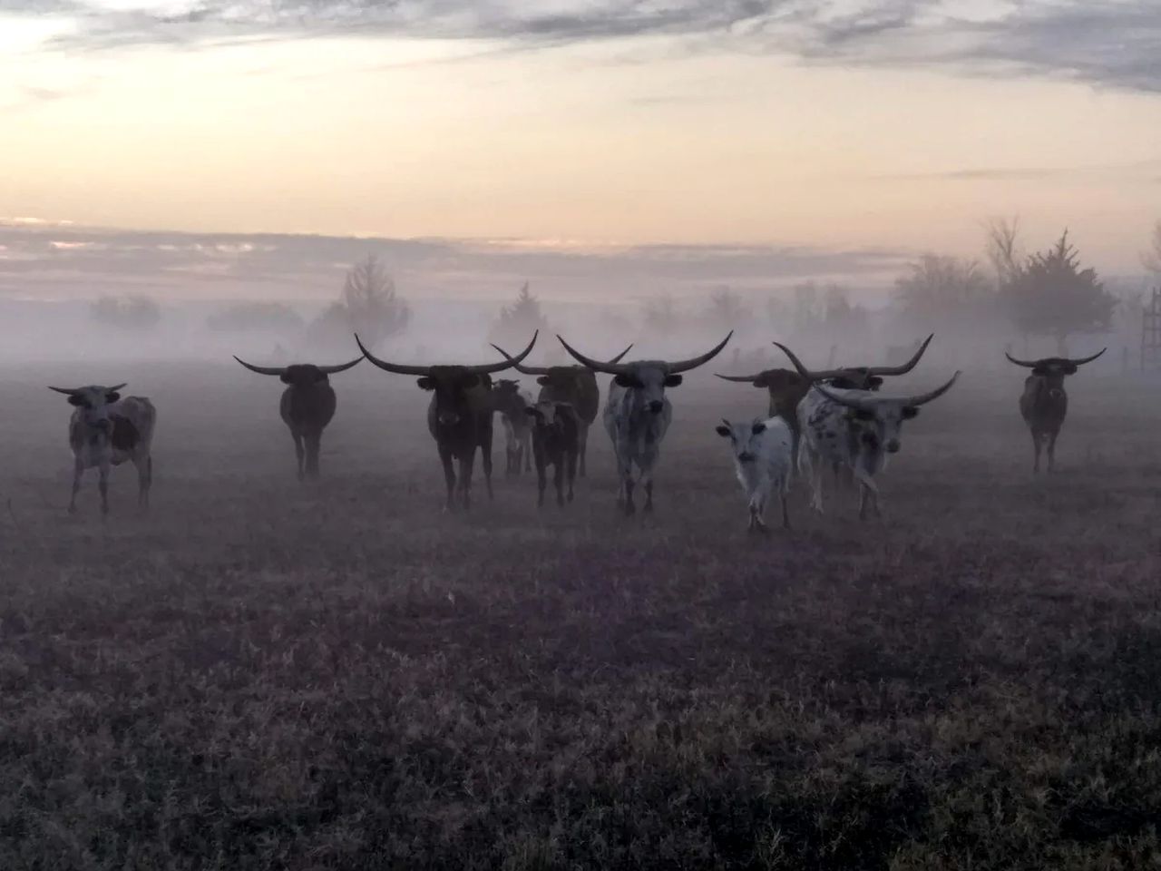 A herd of cattle in a misty field.