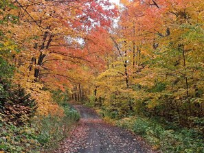 A forest path surrounded by trees with autumn foliage.