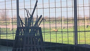 Un enclos délimité par une clôture, doté d’une structure métallique et abritant un lapin.