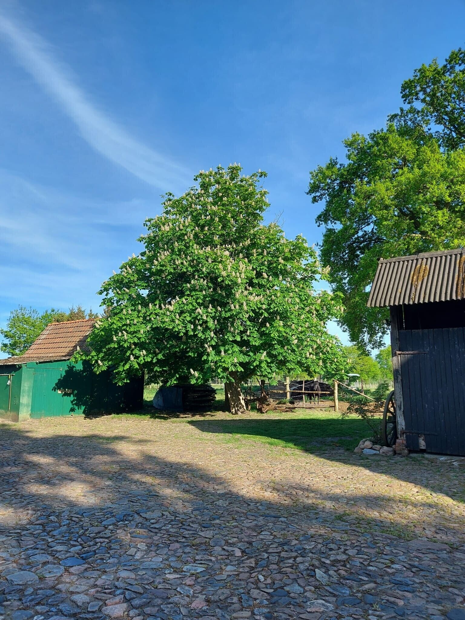 A rural setting with a large tree, a green building, and a wooden structure.