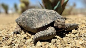 A tortoise on a rocky surface. - Tarantula Ranch Vineyard - Death Valley (Amargosa Valley)