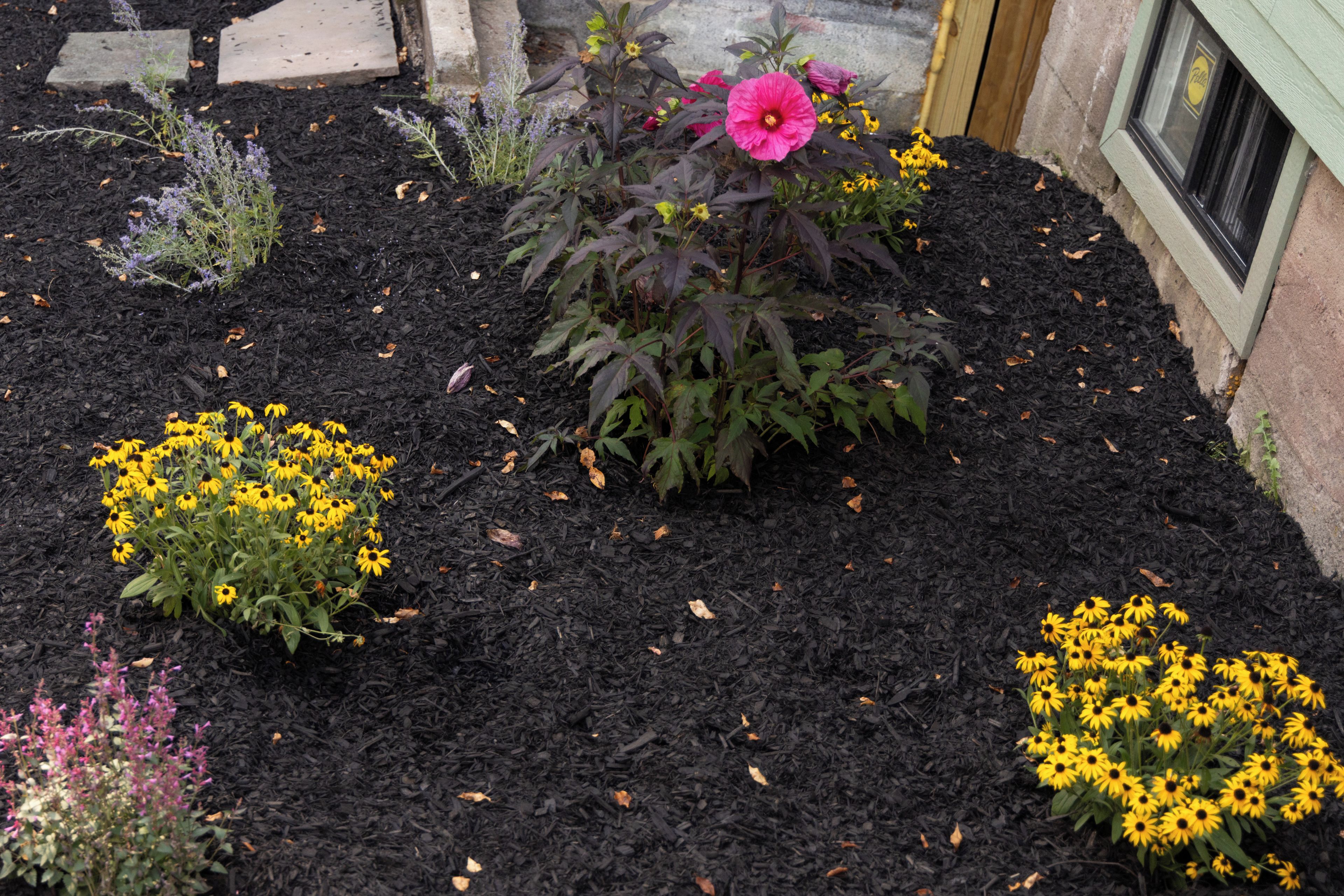 A garden with various plants and flowers.