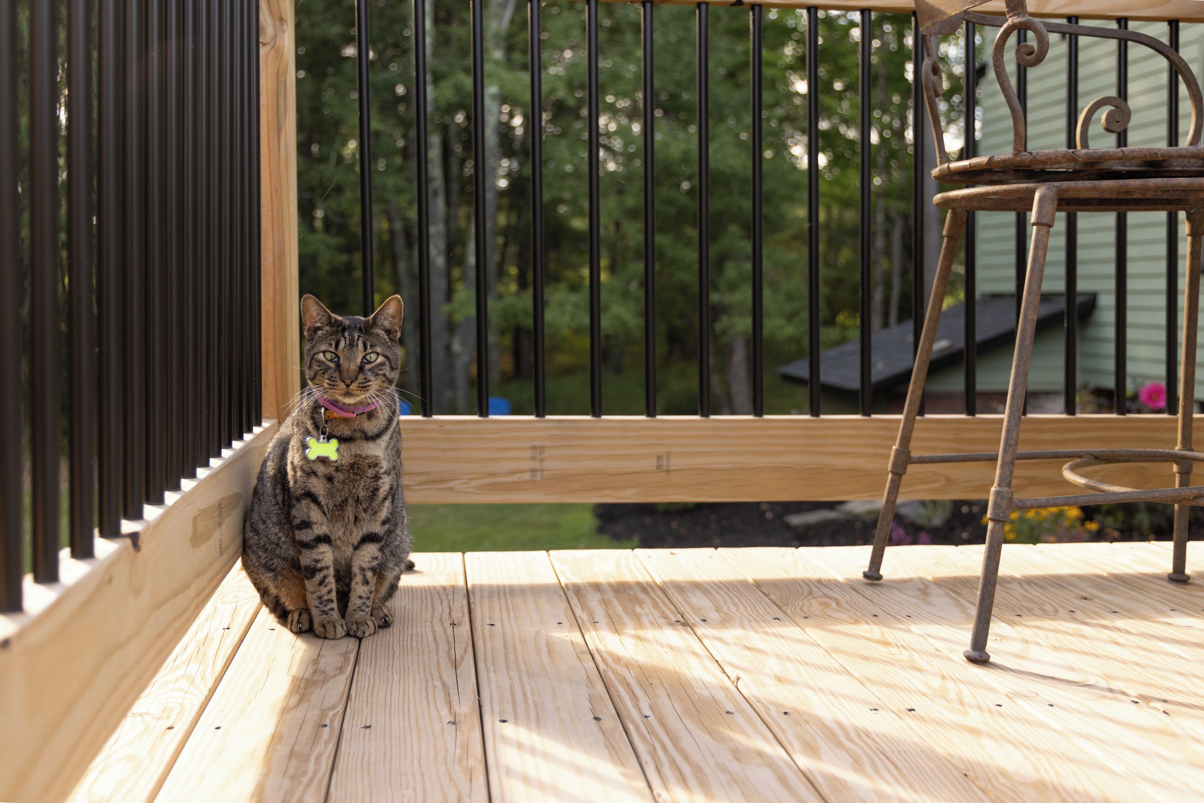 A cat sitting on a wooden deck with a metal railing in the background.