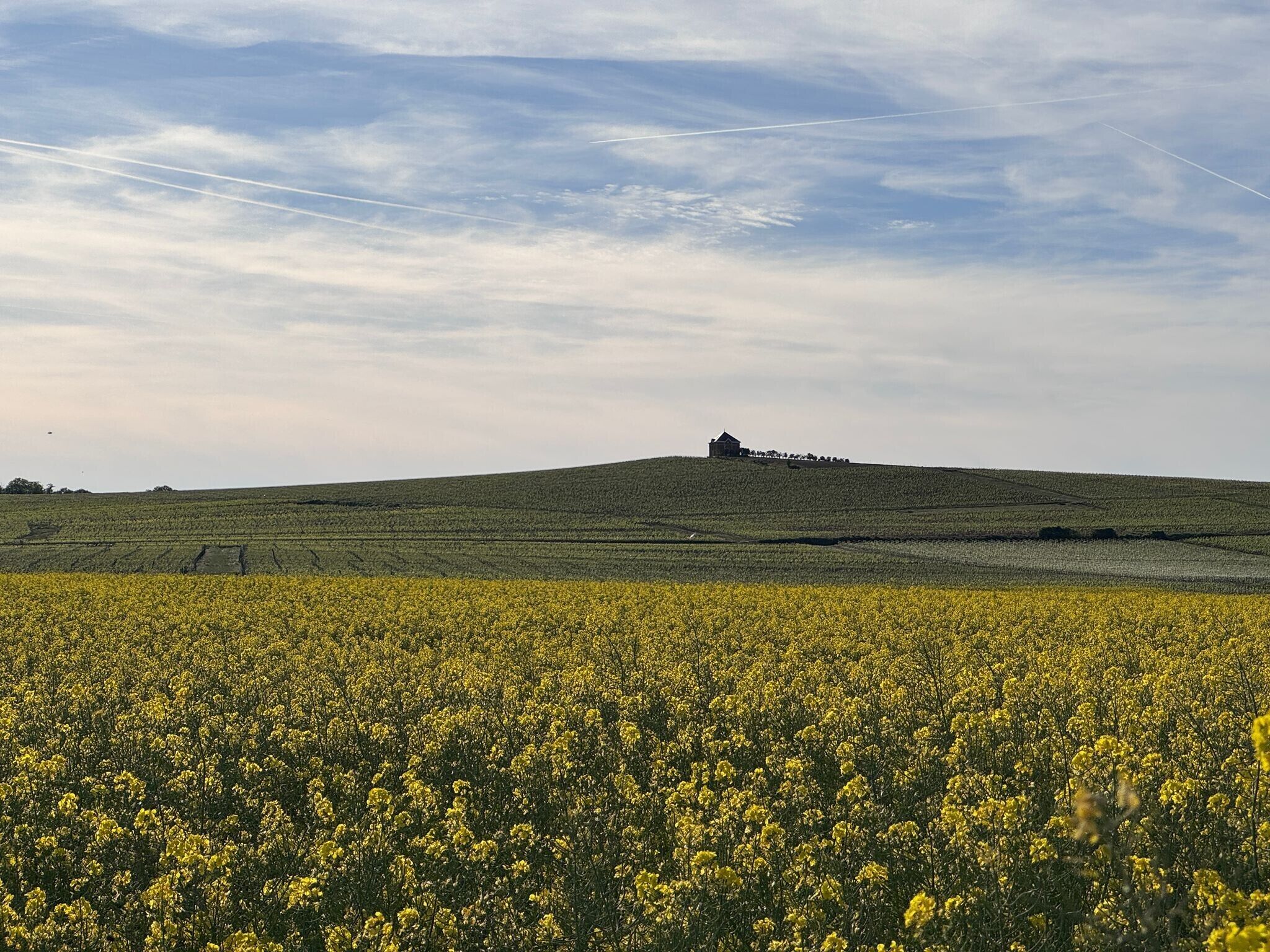 Een veld met gele bloemen, met een gebouw op een heuvel in de verte.