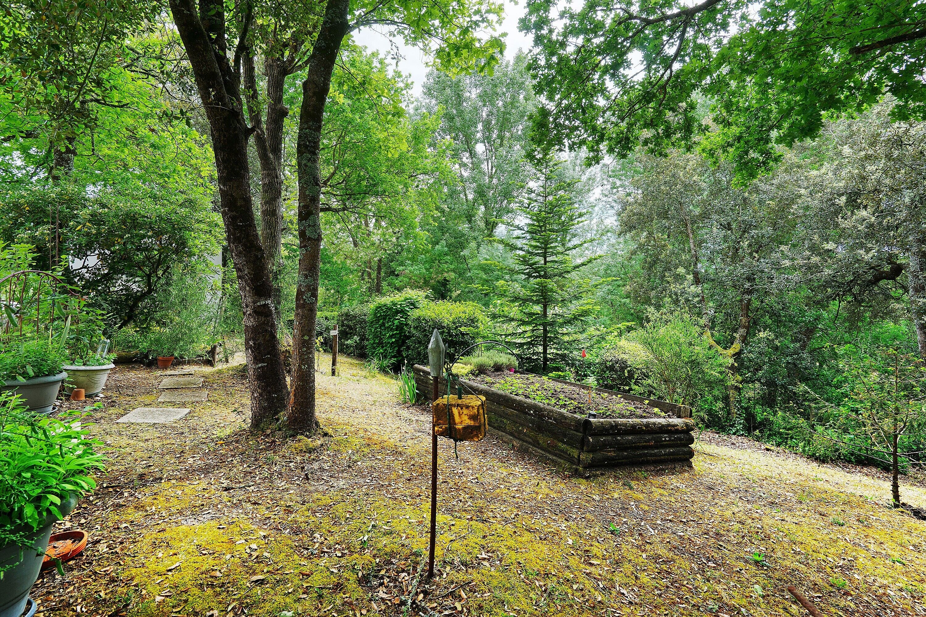 A forested area with a wooden bench, a moss-covered ground, and potted plants.