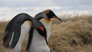 Zwei Pinguine stehen auf einer Wiese.