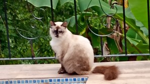A cat sitting on a wooden deck with a tiled pool area.
