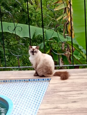 Property grounds - Grandma's scent in the middle of the woods. (Rio de Janeiro)