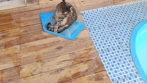 A cat on a blue mat near a window with blue and yellow walls.