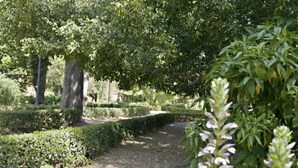 Ein Garten mit gepflastertem Weg, ordentlich geschnittenen Hecken und Bäumen.