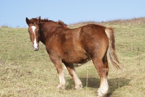 Miscellaneous - New apartment for 4 people close to the beautiful Trez Hir beach. (Plougonvelin)