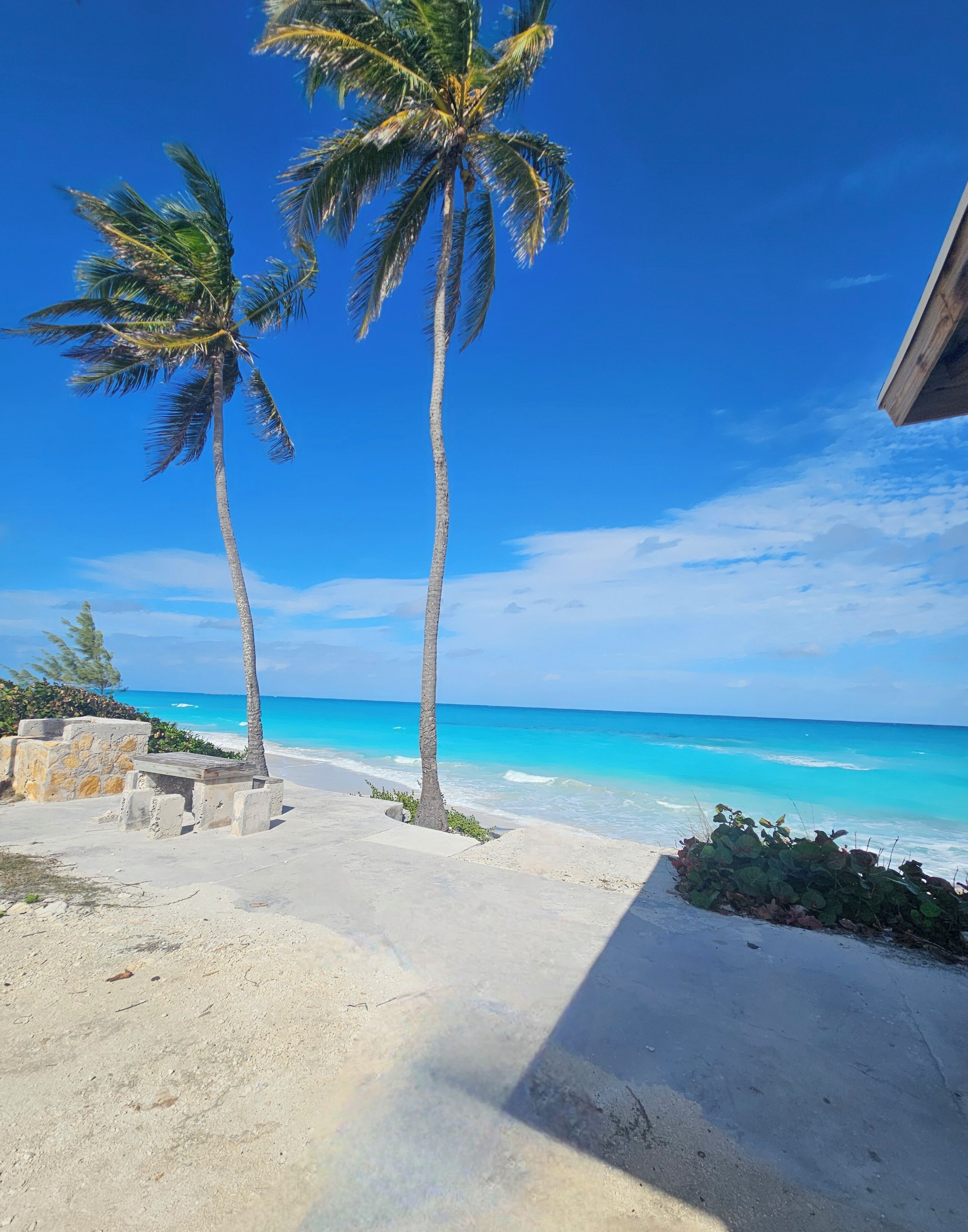 A beach with two palm trees, a concrete path, and a view of the ocean.