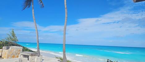 A beach with two palm trees, a concrete path, and a view of the ocean.