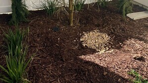 A small tree in a garden bed with mulch, surrounded by a white fence. - Serene 3-bedroom townhome in charming Lompoc perfect for families (Lompoc)
