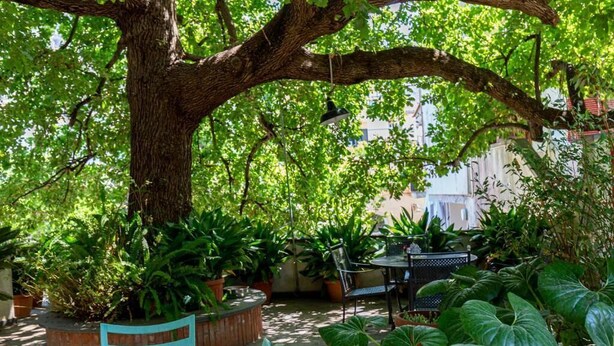 Een terras met een tafel en stoelen, omringd door potplanten en een grote boom.
