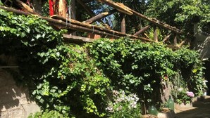 Een tuin met groene begroeiing, een stenen muur en planten in potten.