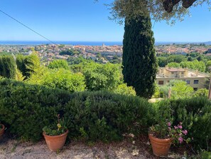Une vue d’une ville côtière, avec un arbre imposant et des plantes en pot au premier plan.
