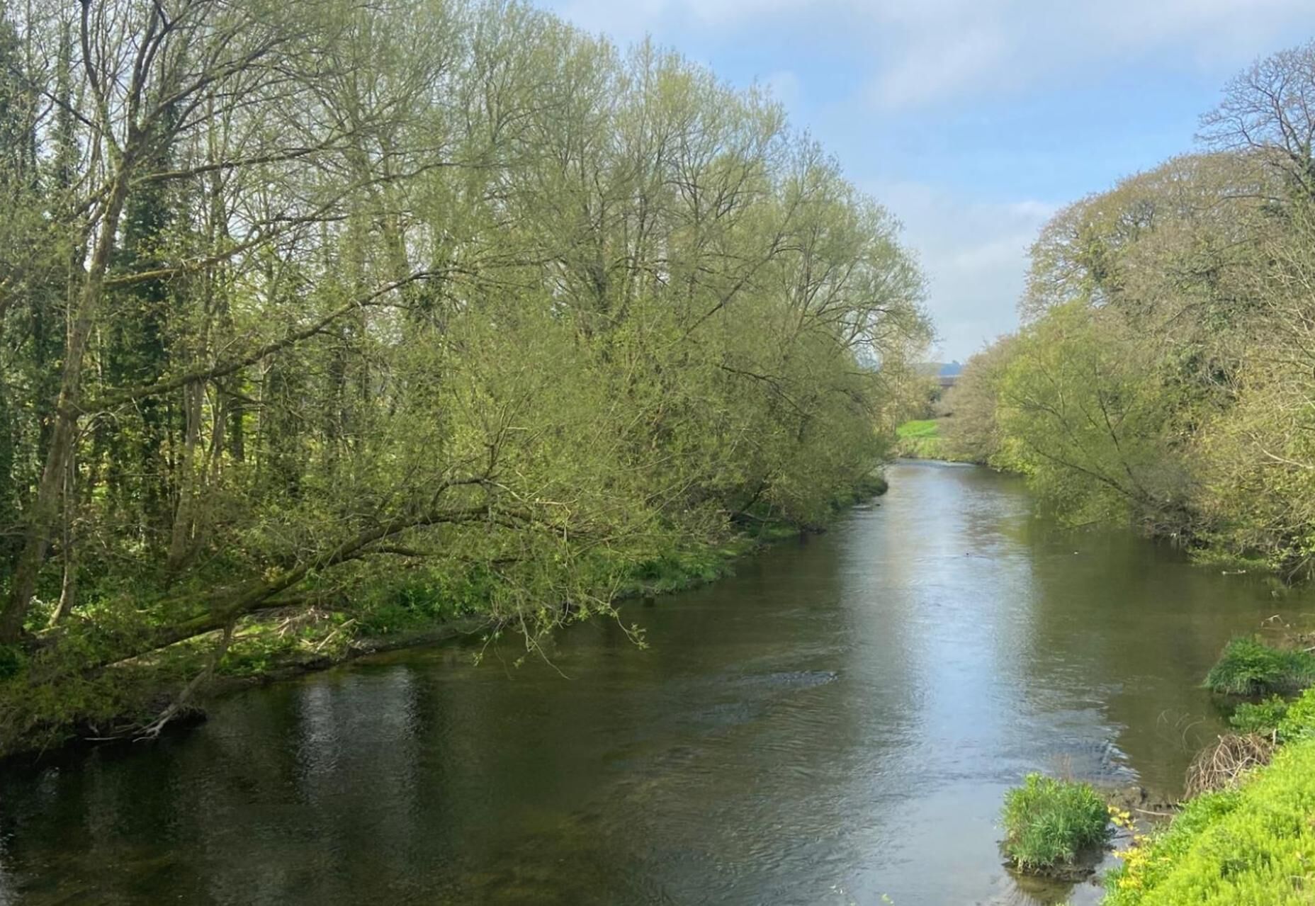 Une rivière bordée d’une forêt dense.