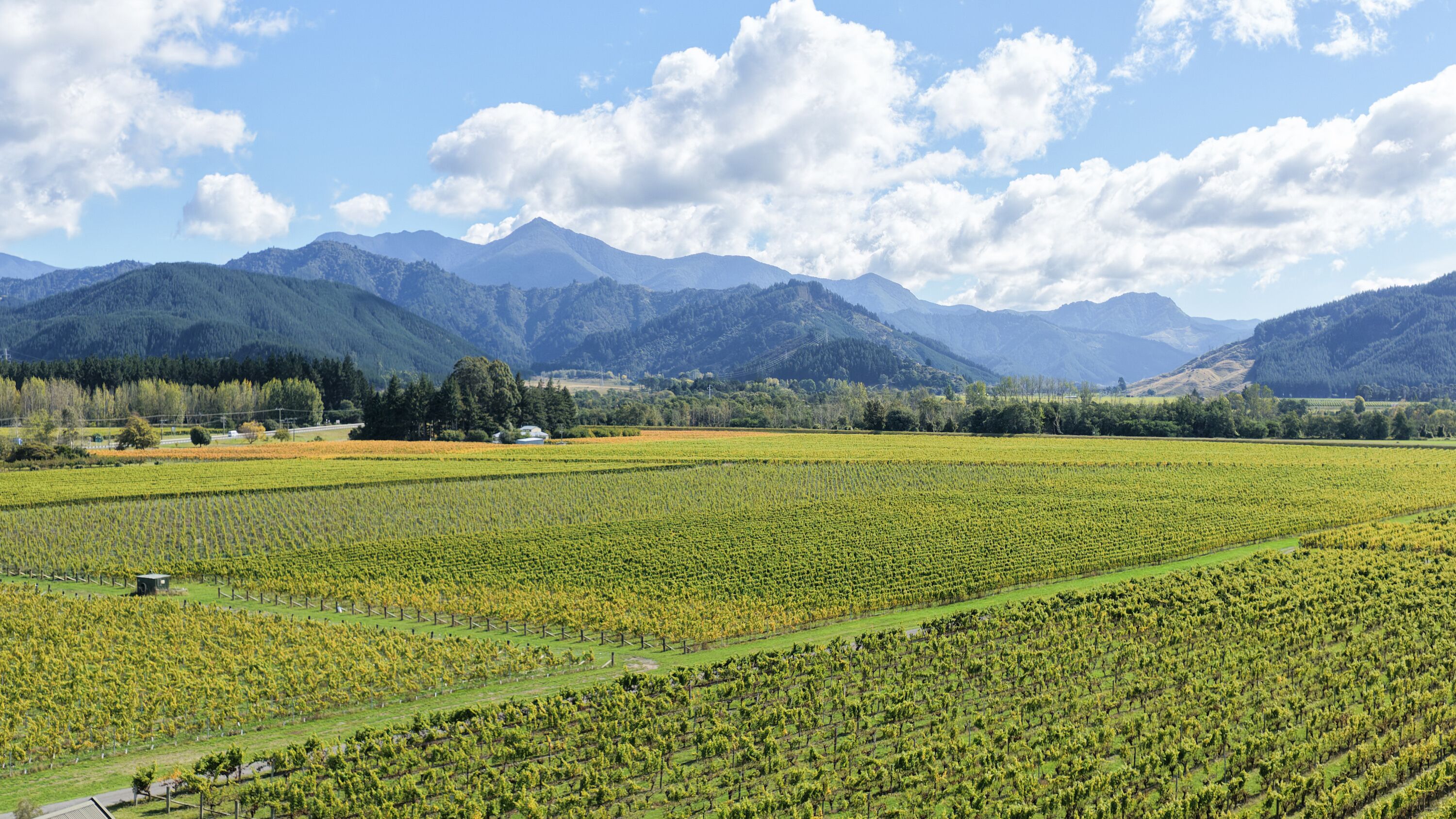 A vineyard with rows of grapevines, a small building, and mountains in the background.