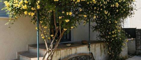 Terassi/patio