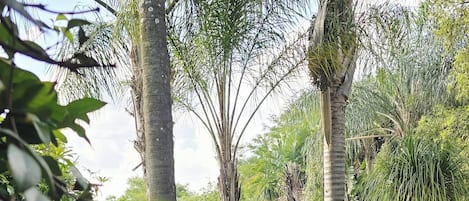 Departamento, 1 habitación, con acceso para personas discapacitadas, para fumadores | Jardín