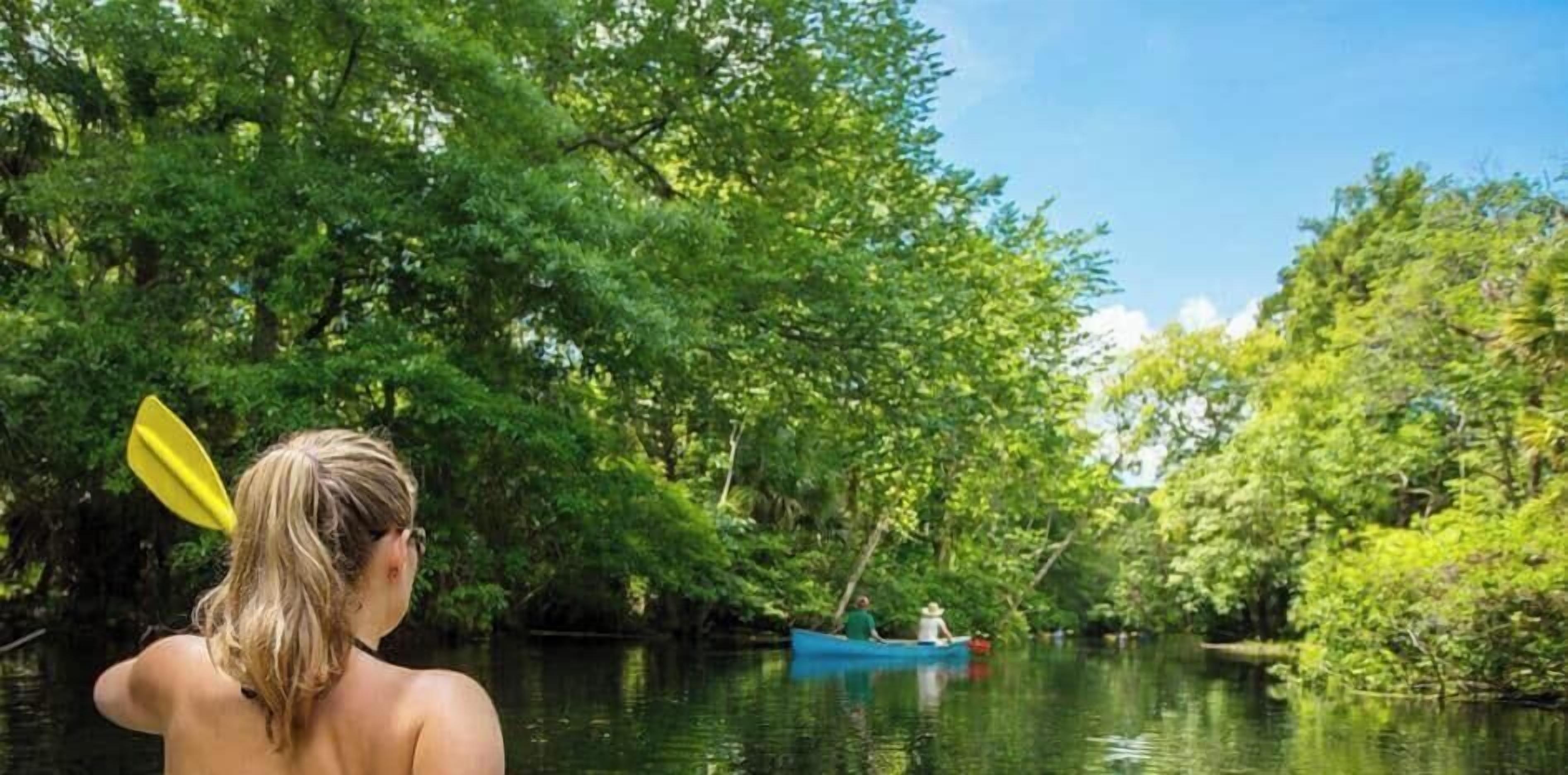A river surrounded by dense green foliage.