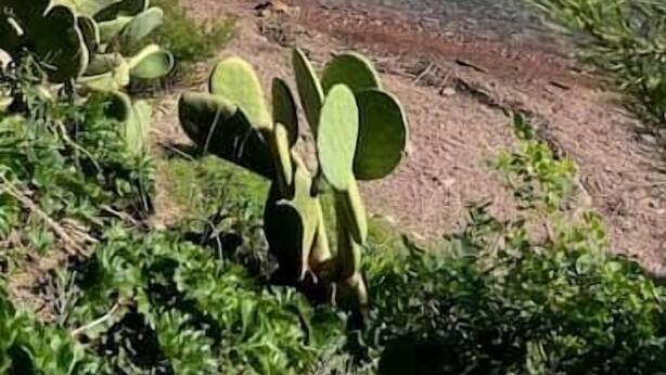 Un paysage côtier caractérisé par une eau claire, des affleurements rocheux et une végétation luxuriante.