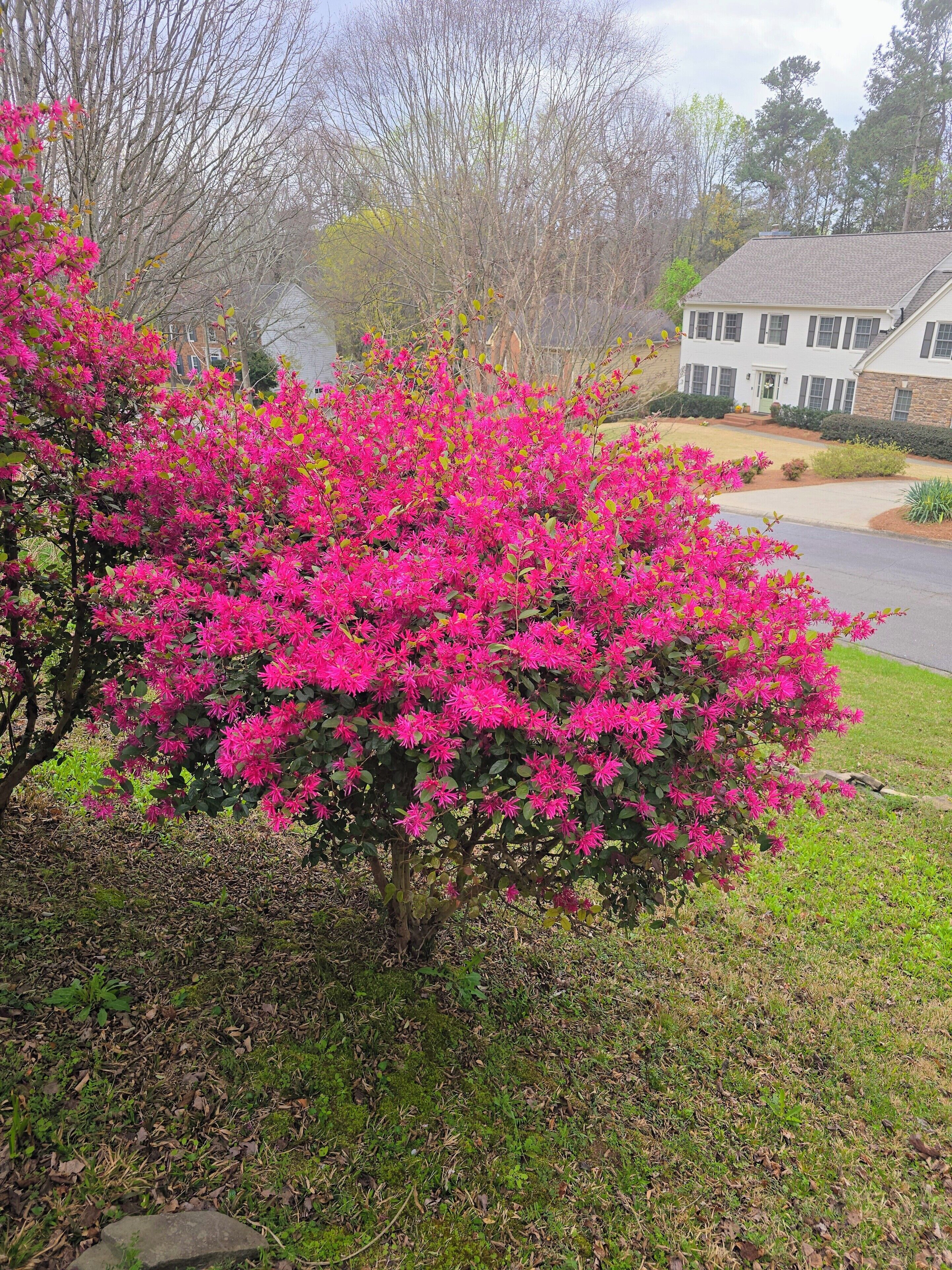 A residential area with a house, a driveway, and a flowering shrub.