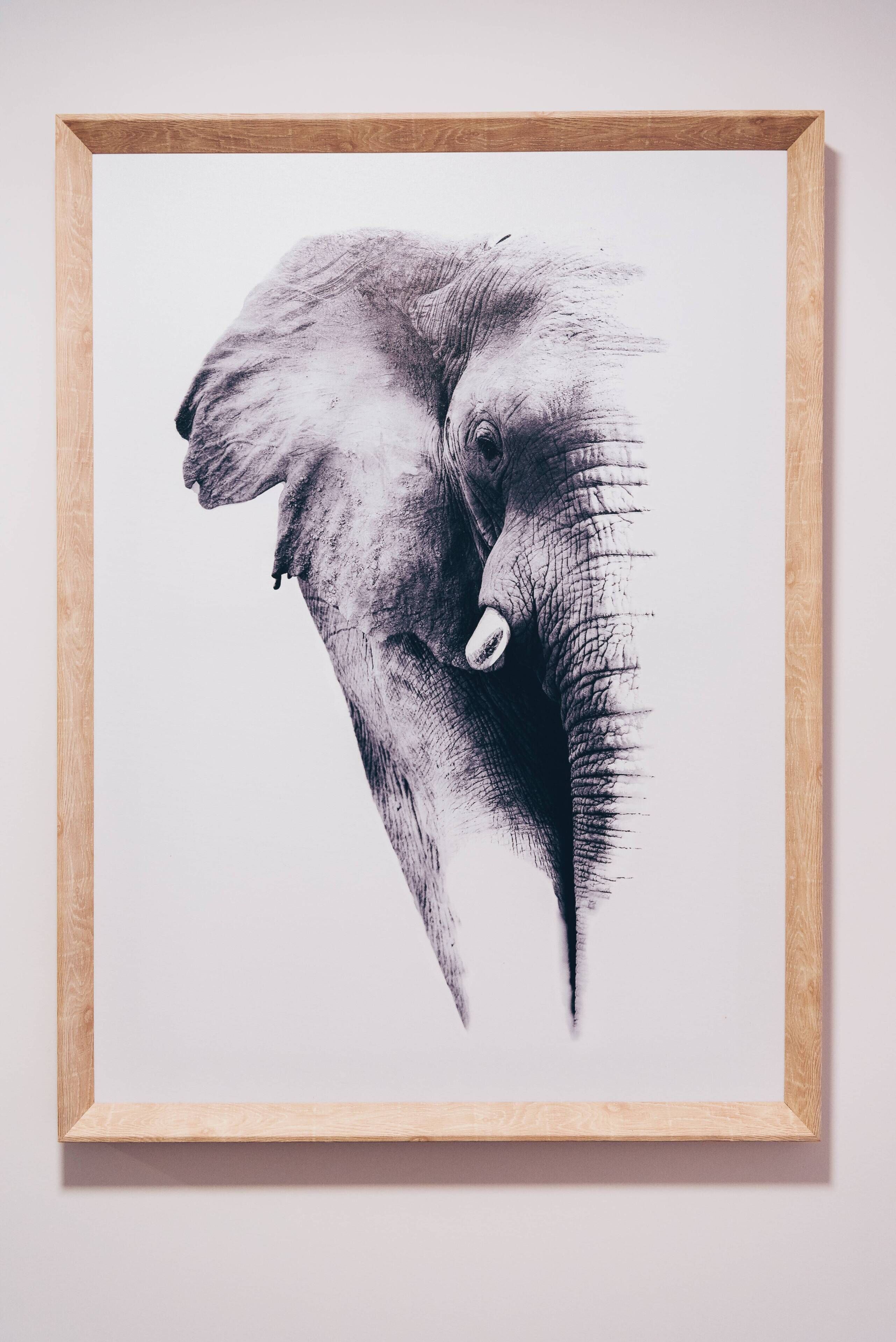 A framed black and white photograph of an elephant's head.