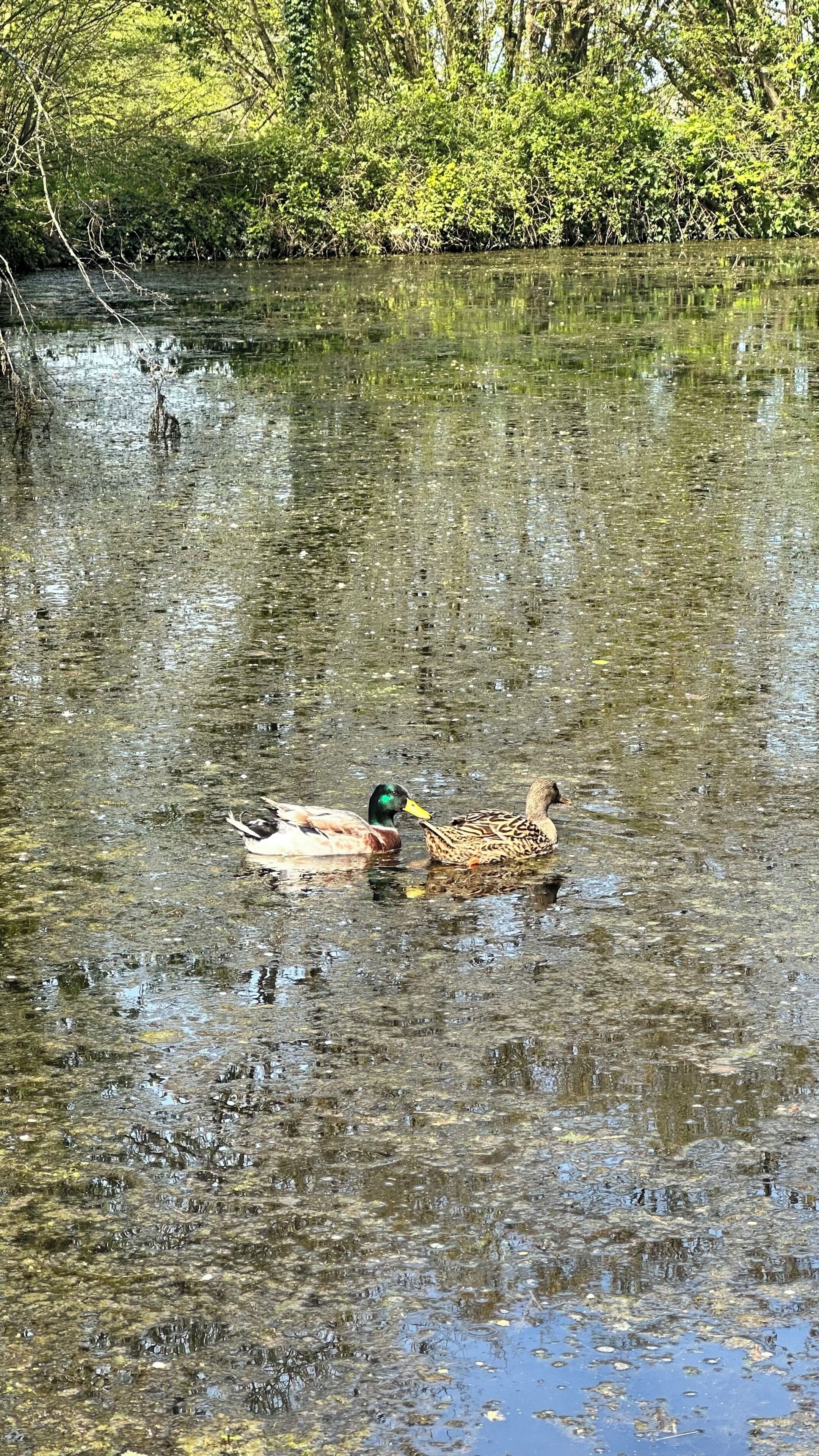 A duck swimming in a body of water surrounded by dense foliage.