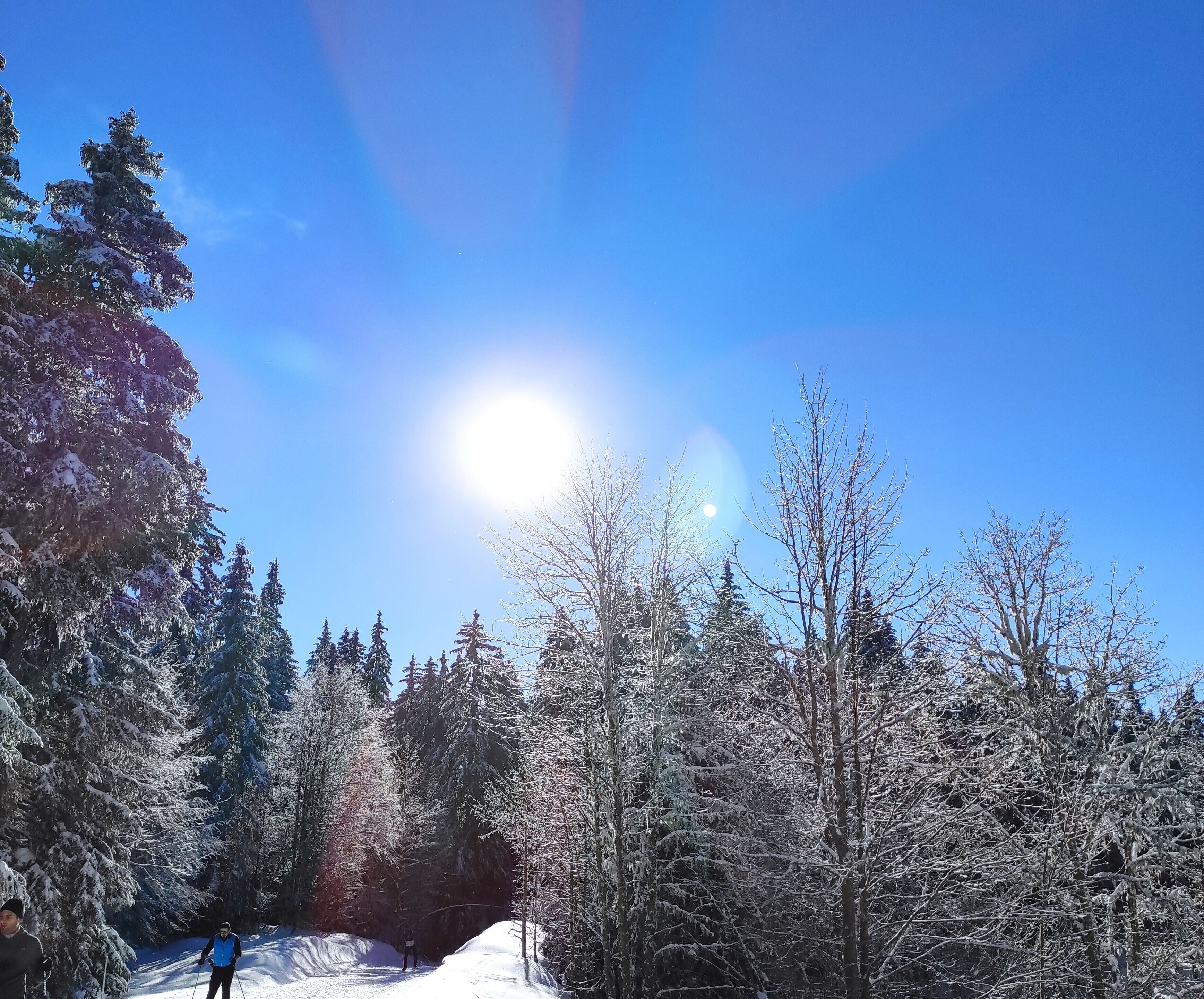 A snowy forest with a clear sky and a bright sun.