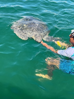 A person in a blue shirt and white hat interacting with a large sea turtle in clear green water.