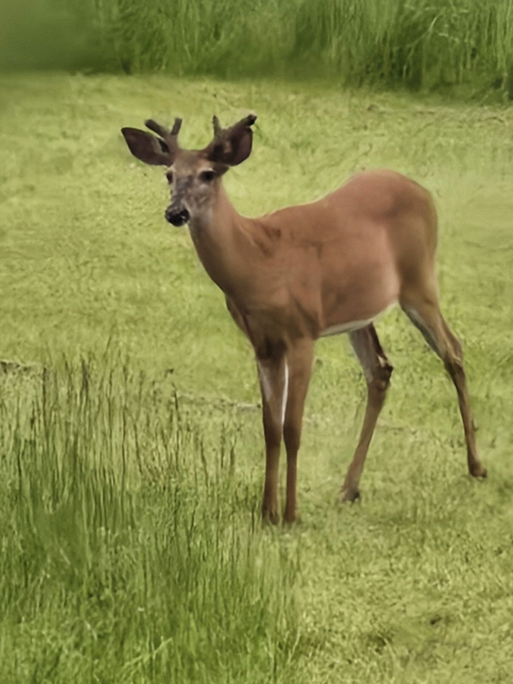 Um veado em um campo gramado.