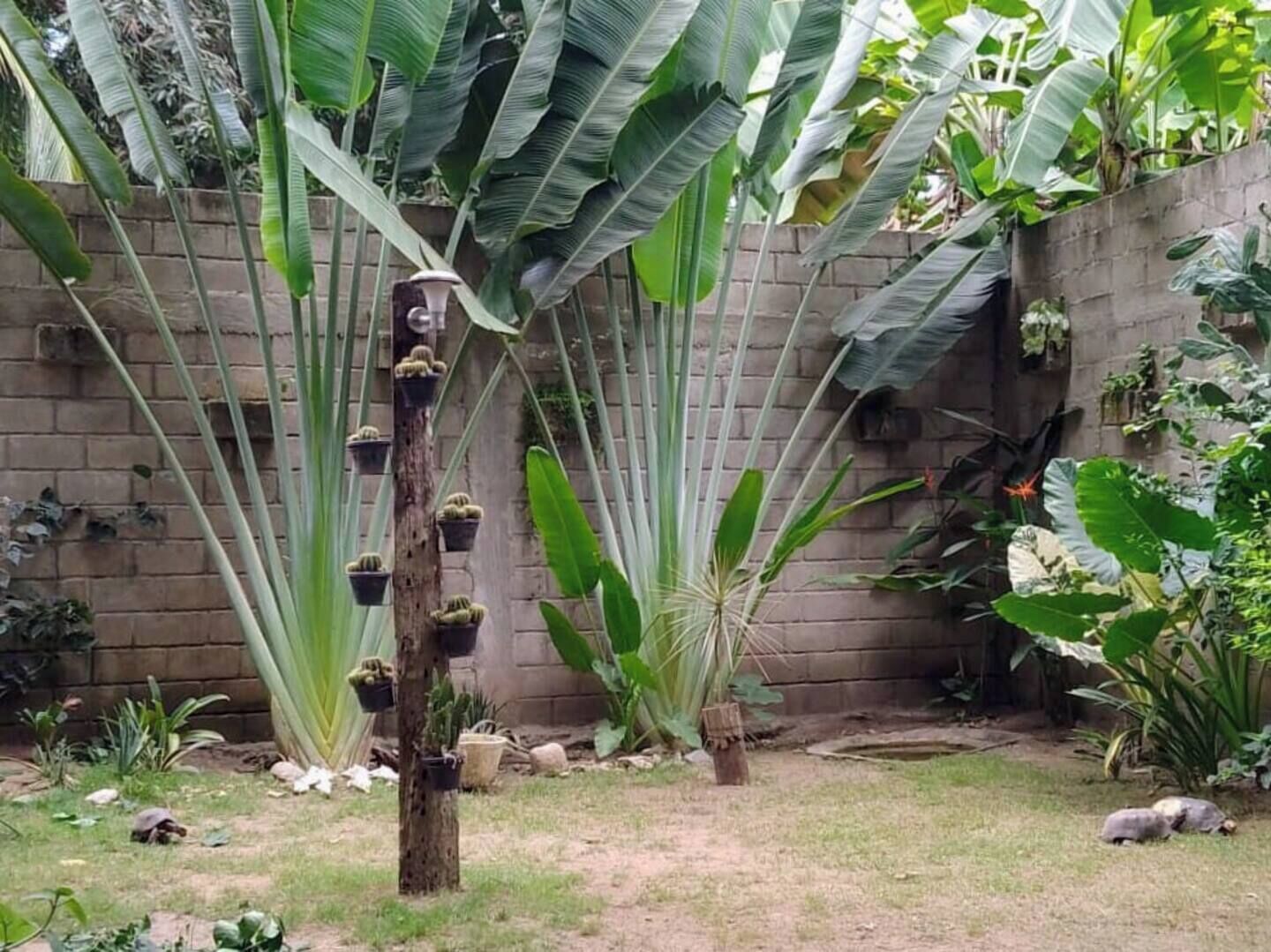 Un jardin avec de grands plants de bananiers, un mur en briques et un arbre orné de jardinières suspendues.