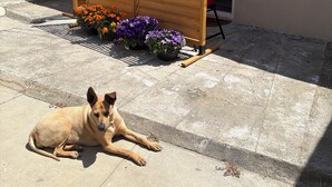 Un perro recostado en un patio con un cerco de madera y plantas en macetas.