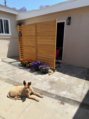 A dog lying on a patio with a wooden fence and potted plants. - 1 month minimum - private studio unit in North Long Beach neighborhood (Long Beach)