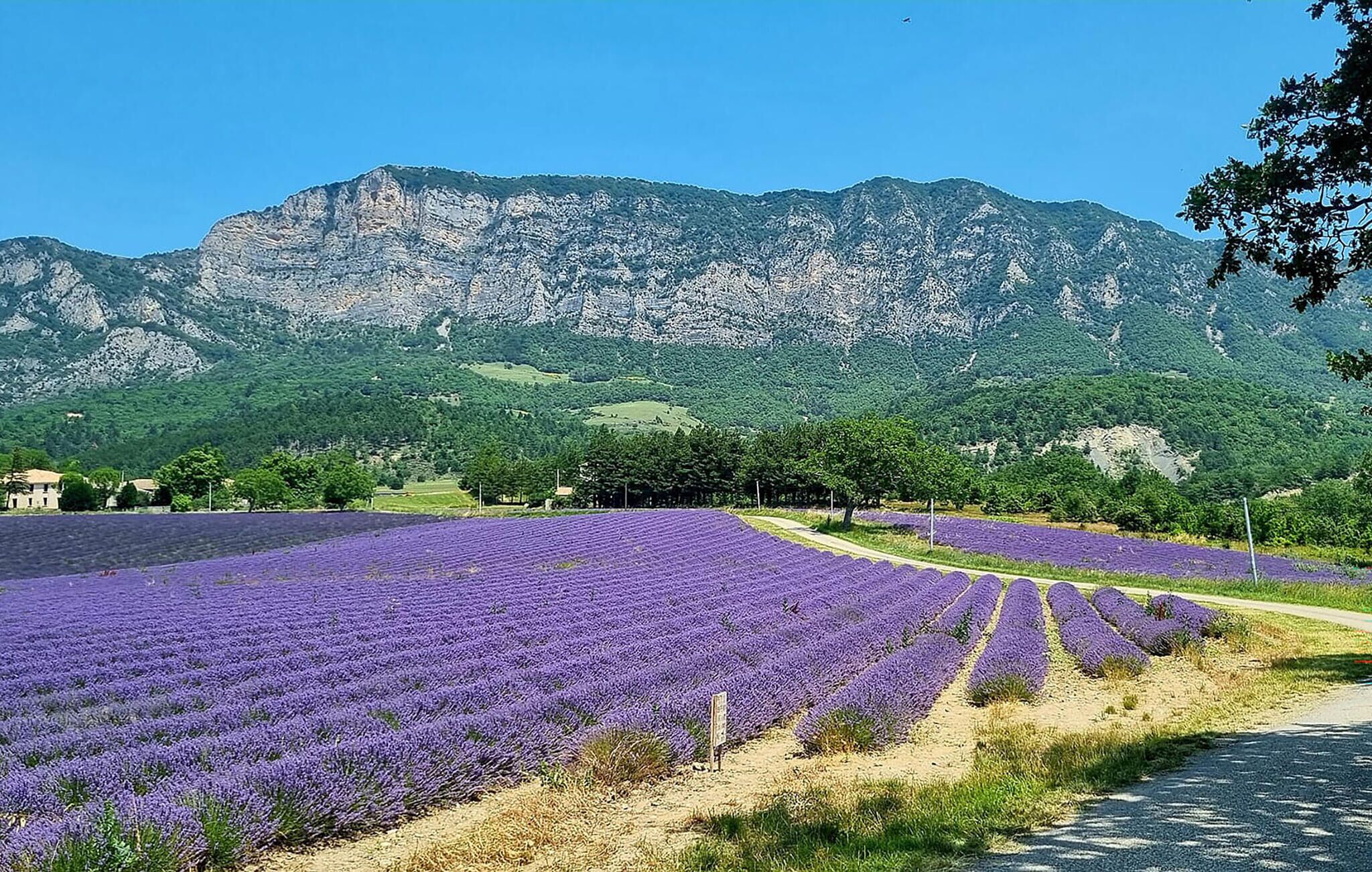 Campos de lavanda, una carretera y montañas al fondo.