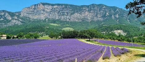 Campos de lavanda, una carretera y montañas al fondo.