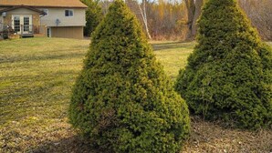 A residential area with two conical evergreen trees in the foreground and a house in the background.