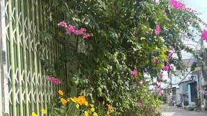 Una calle con macetas y flores a lo largo de la acera.