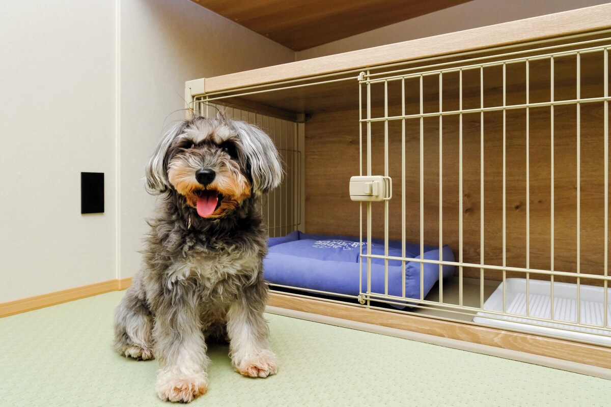 Um cão dentro de uma caixa de madeira com almofada azul, sobre um chão texturizado.