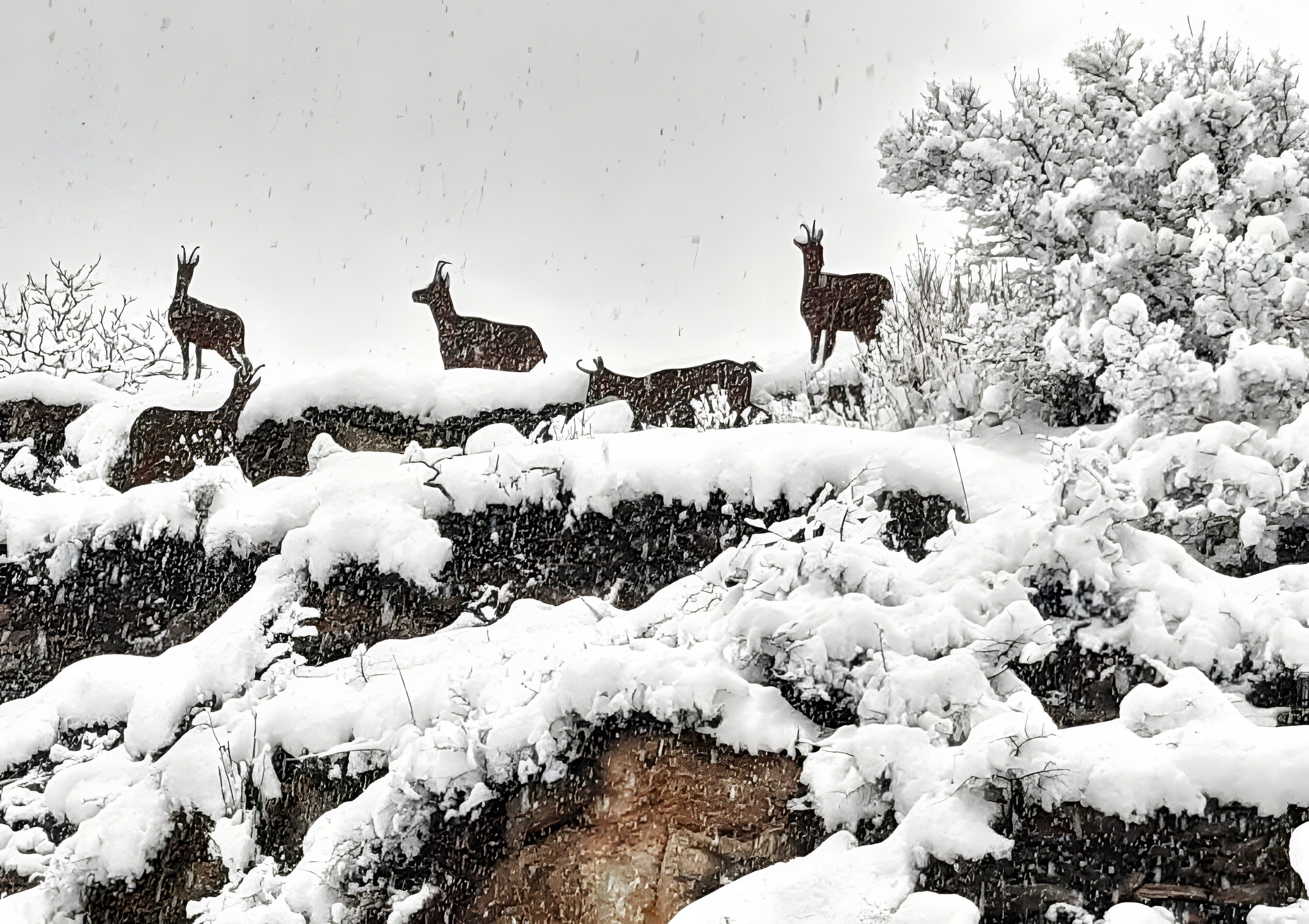 Un paisaje nevado con ciervos de pie en una ladera cubierta de nieve.