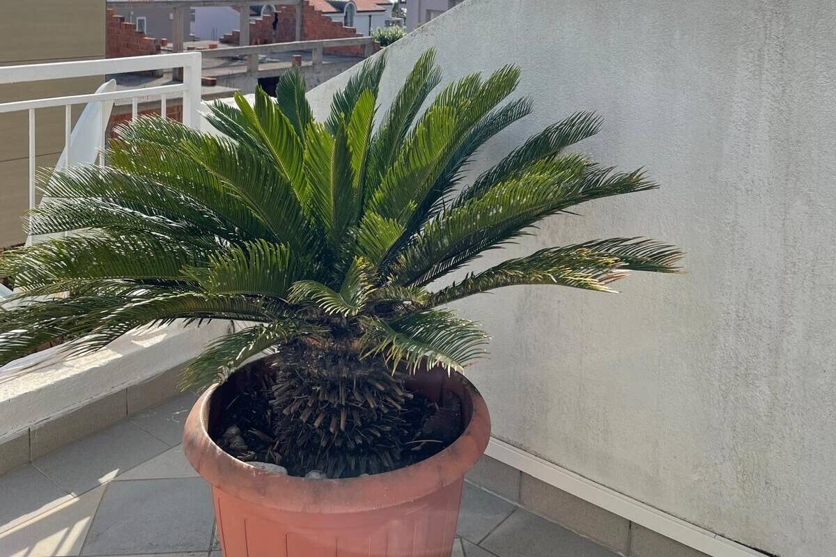 A potted palm plant on a balcony with a view of buildings and a distant coastline.
