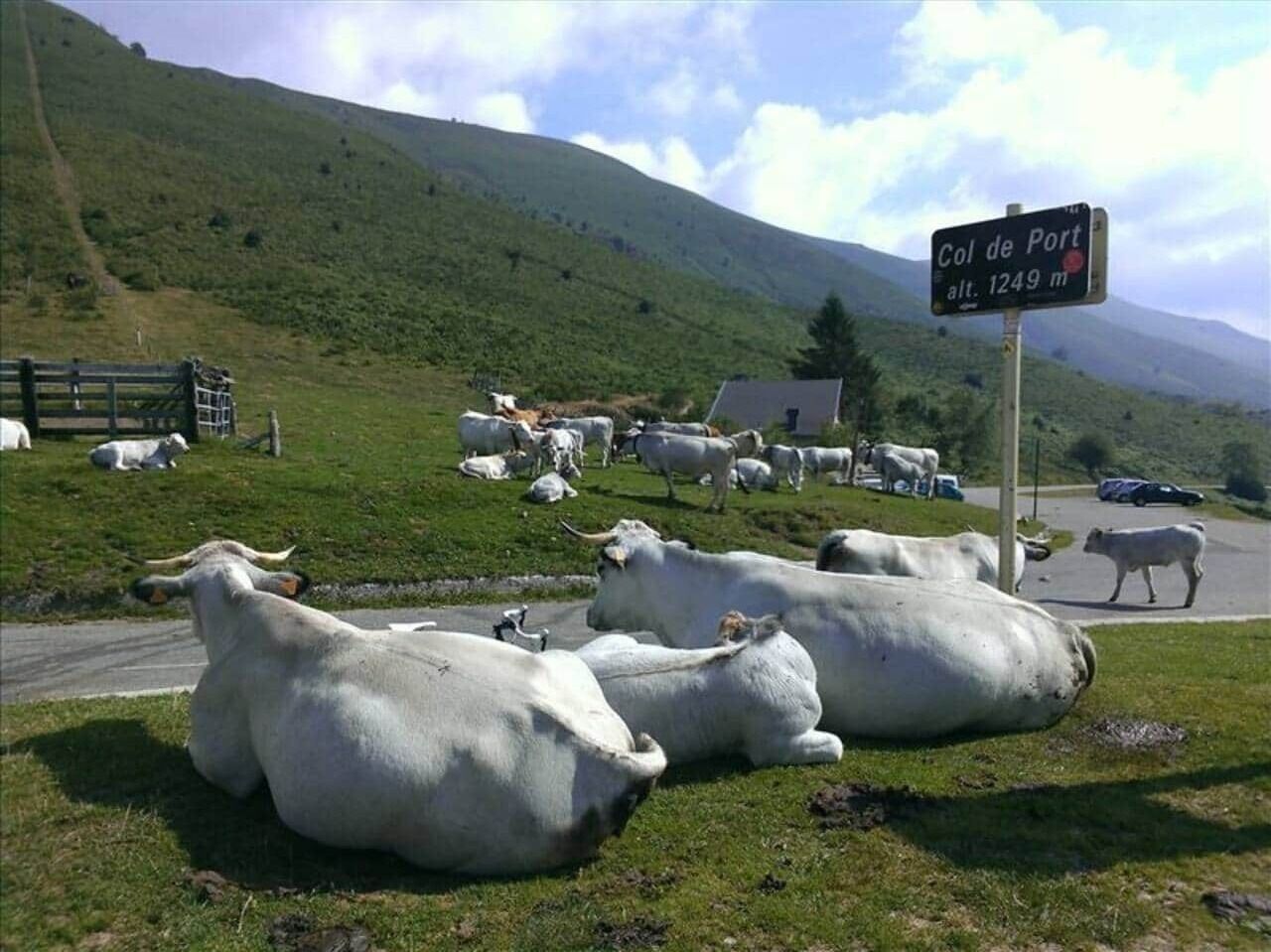 Ländliche Landschaft mit Kühen, die auf der Wiese ruhen, einer Straße und einem Schild, das 'Col de Port' mit einer Höhe von 1249 m angibt.