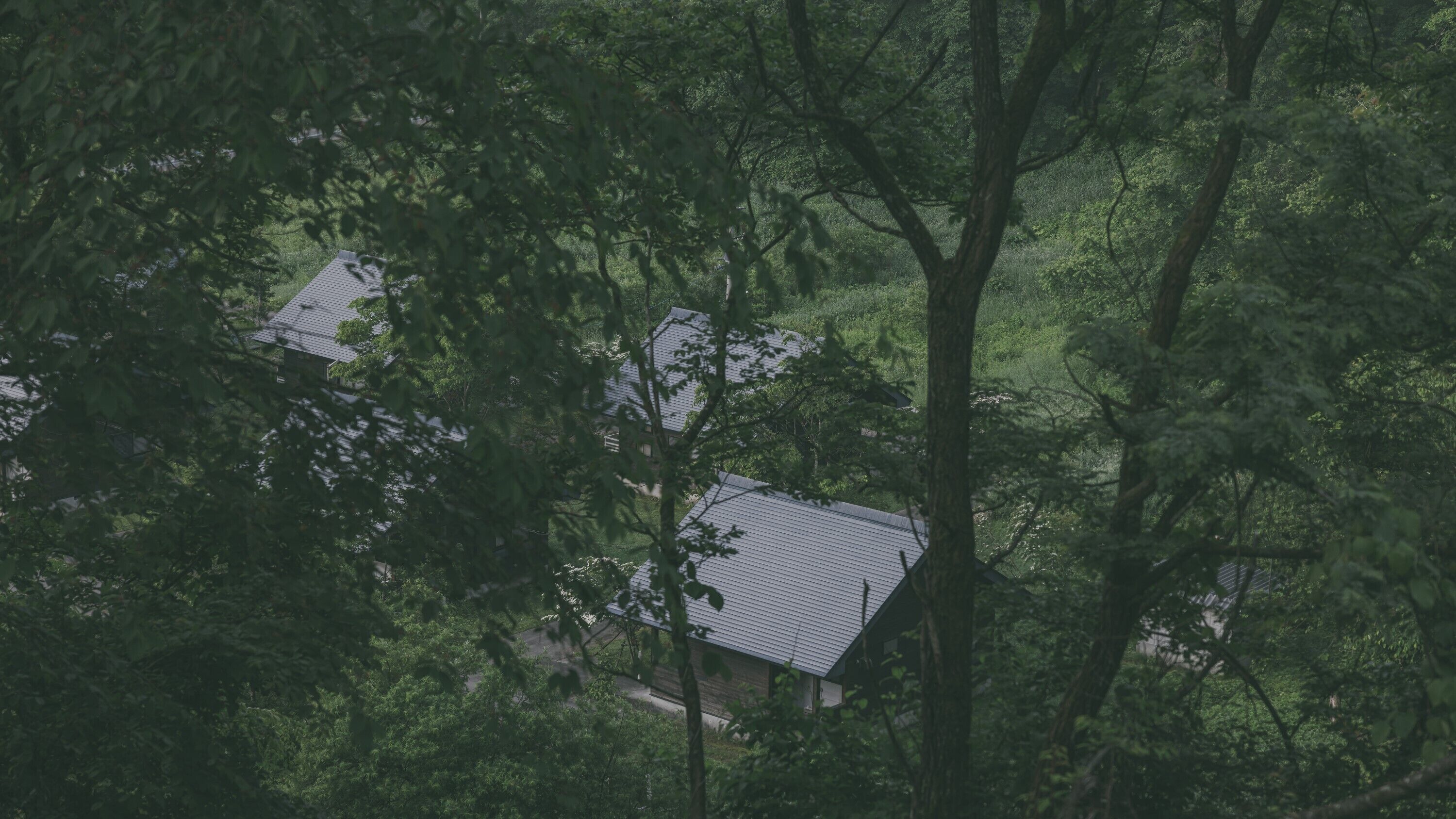 A house surrounded by dense forest.