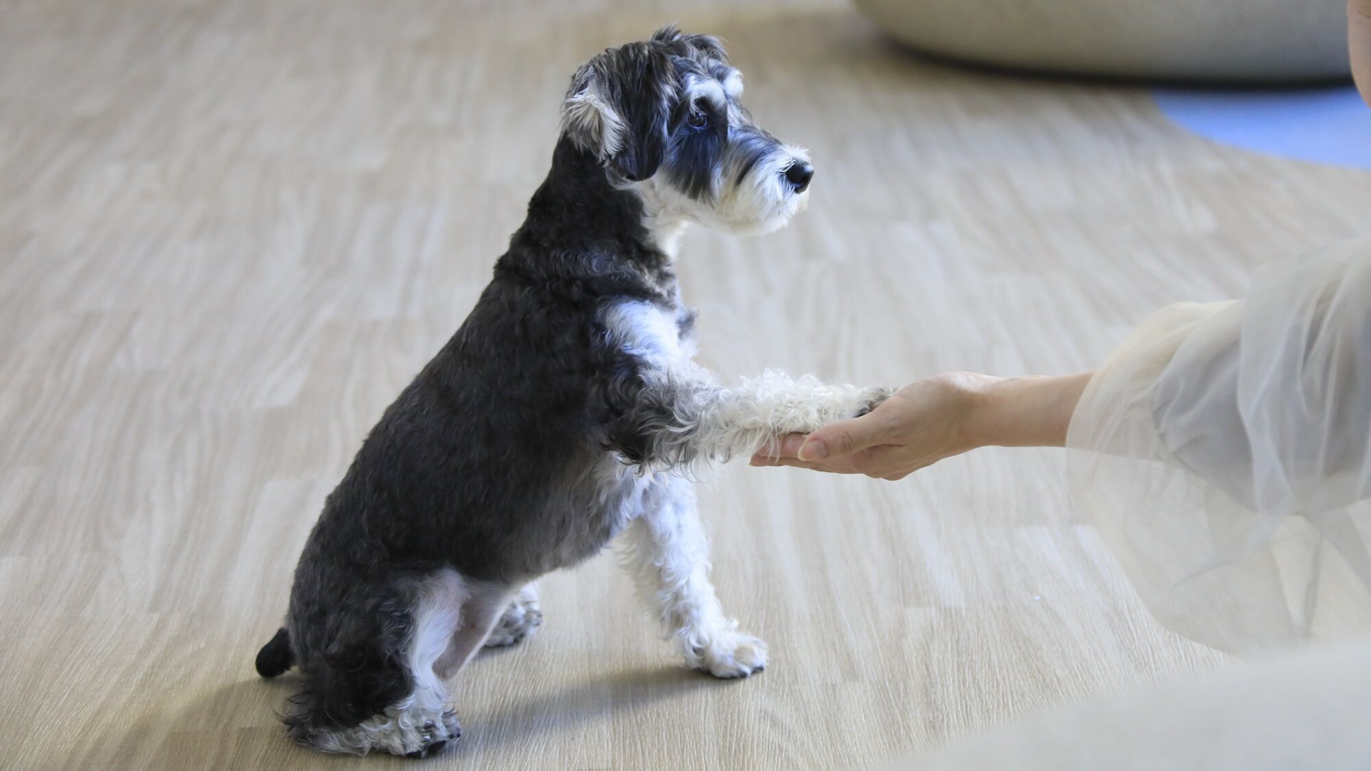 Un perro de pie sobre un suelo con textura.