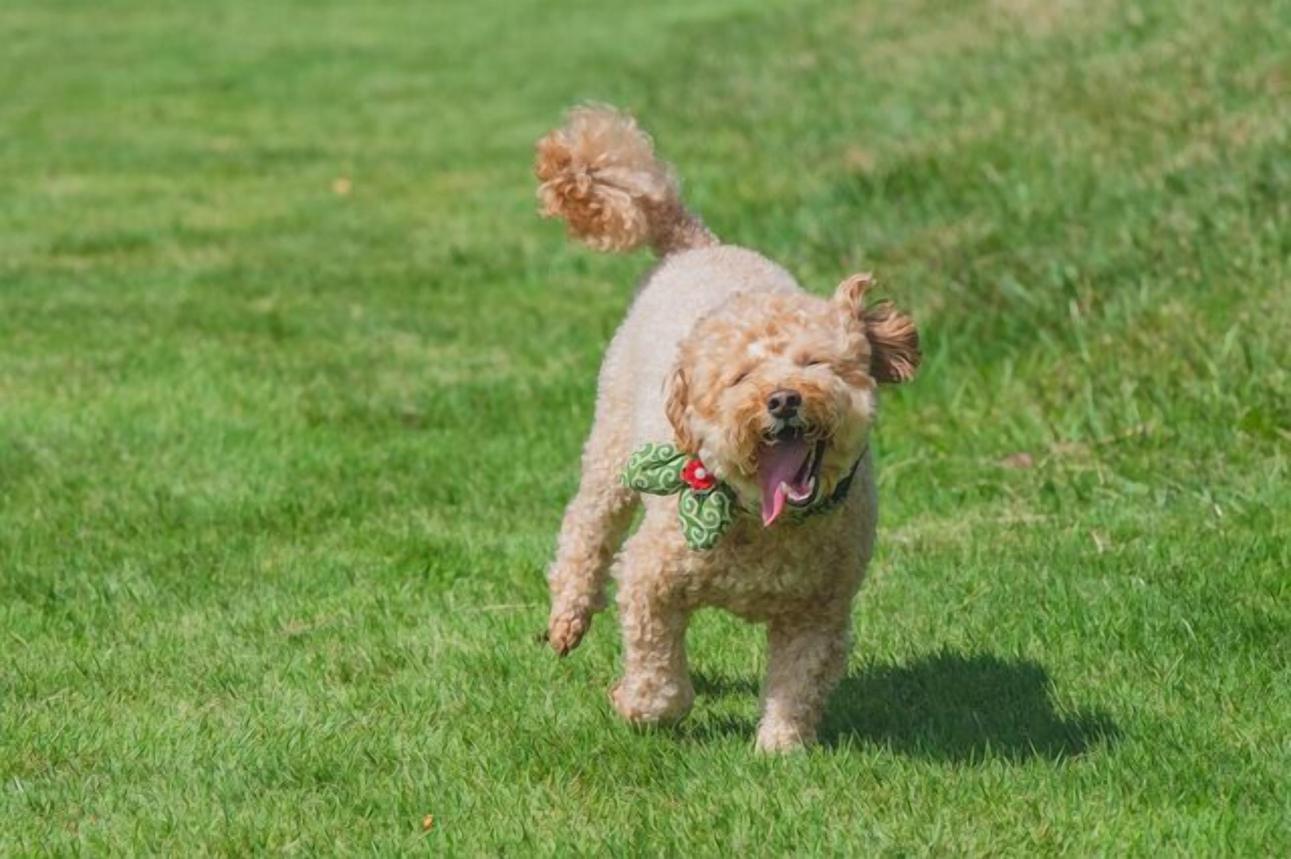 Un piccolo cane con il pelo riccio in un prato.